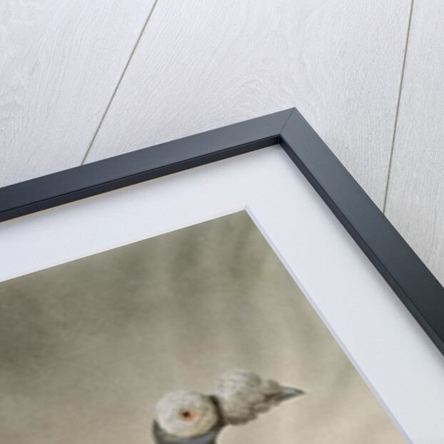 Portrait of a Carrier Pigeon by D. Wolsenholme