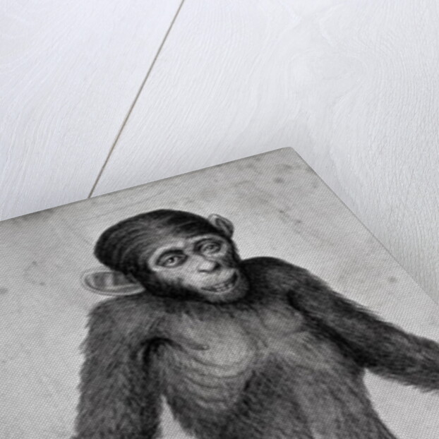 Chimpanzee, 1699 by Michael van der Gucht