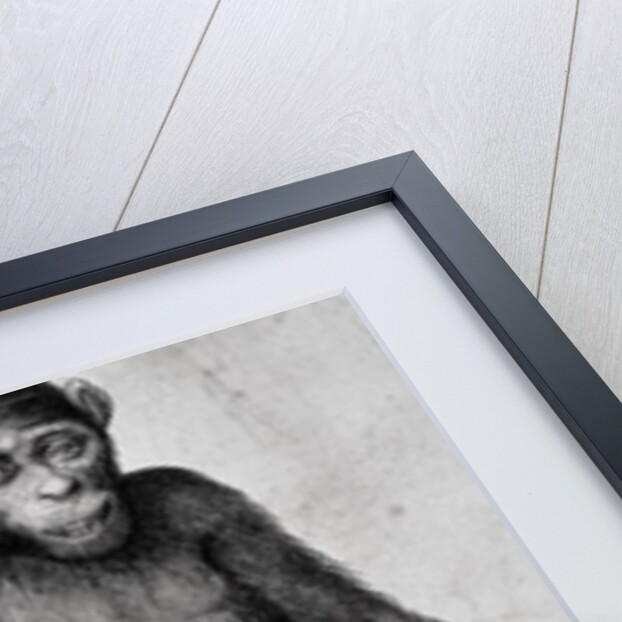 Chimpanzee, 1699 by Michael van der Gucht