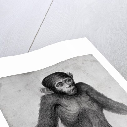 Chimpanzee, 1699 by Michael van der Gucht
