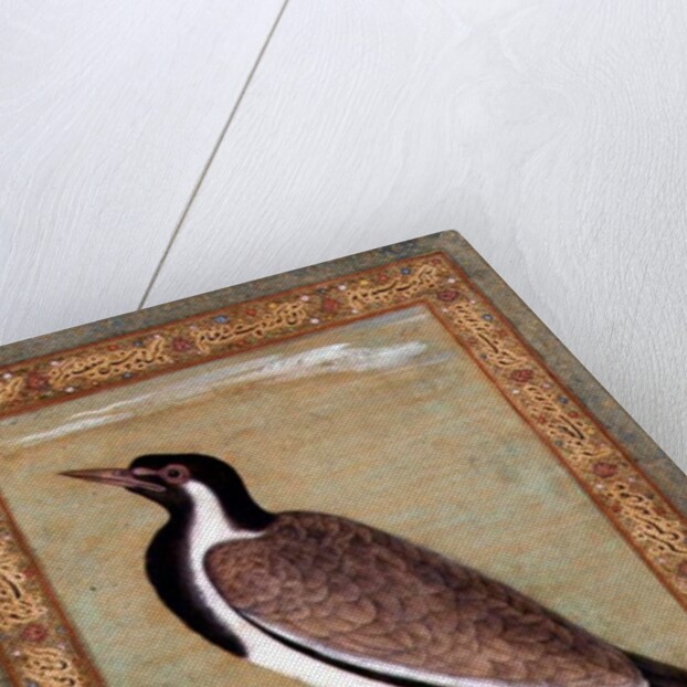 Indian lapwing, c.1800 by Mansur