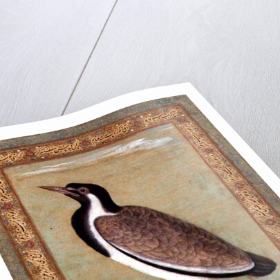 Indian lapwing, c.1800 by Mansur