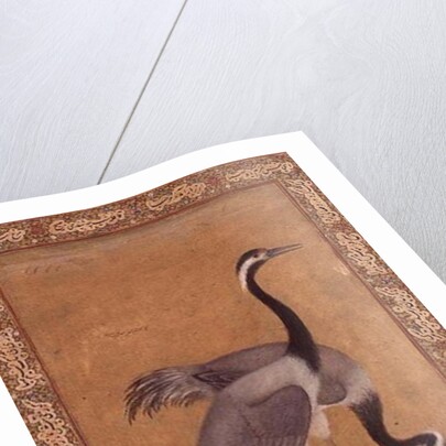 Cranes by Mansur, Jahangir Period, Mughal, 1775 by Indian School