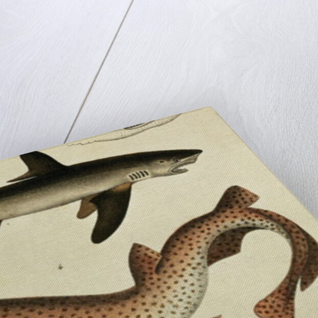 Lesser Spotted Dogfish, Pl.93 from 'Naturgeschichte und Abbildung der Fische' by H.R. Schinz, 1836 by German School