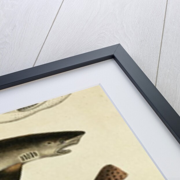 Lesser Spotted Dogfish, Pl.93 from 'Naturgeschichte und Abbildung der Fische' by H.R. Schinz, 1836 by German School