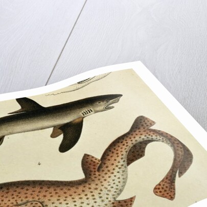 Lesser Spotted Dogfish, Pl.93 from 'Naturgeschichte und Abbildung der Fische' by H.R. Schinz, 1836 by German School