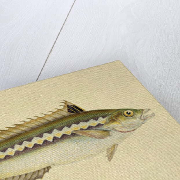 Rainbow Wrasse, Pl.96 from 'The Natural History of British Fishes', pub. by E. Donovan and F.C. & J. Rivington, 1806 by Anonymous