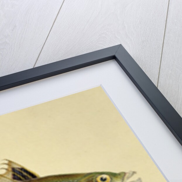 Rainbow Wrasse, Pl.96 from 'The Natural History of British Fishes', pub. by E. Donovan and F.C. & J. Rivington, 1806 by Anonymous