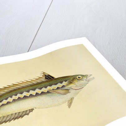 Rainbow Wrasse, Pl.96 from 'The Natural History of British Fishes', pub. by E. Donovan and F.C. & J. Rivington, 1806 by Anonymous