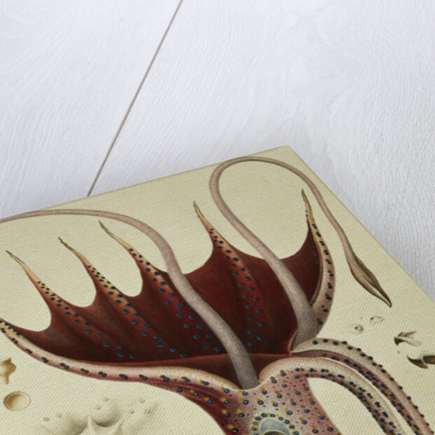 Squid, Pl.2 from 'Histoire Naturelle Generale et Particuliere des Cephalopodes Acetabuliferes', pub. by Ferussac & D'Orbigny, Paris, 1835-48, by Antoine Chazal (after)