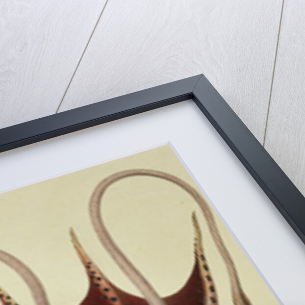 Squid, Pl.2 from 'Histoire Naturelle Generale et Particuliere des Cephalopodes Acetabuliferes', pub. by Ferussac & D'Orbigny, Paris, 1835-48, by Antoine Chazal (after)