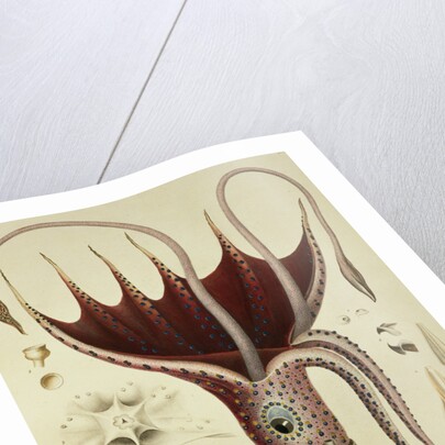 Squid, Pl.2 from 'Histoire Naturelle Generale et Particuliere des Cephalopodes Acetabuliferes', pub. by Ferussac & D'Orbigny, Paris, 1835-48, by Antoine Chazal (after)