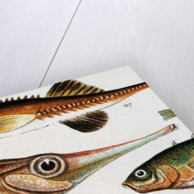 Trumpet Fish by Anonymous