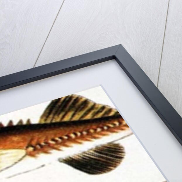 Trumpet Fish by Anonymous