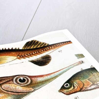 Trumpet Fish by Anonymous