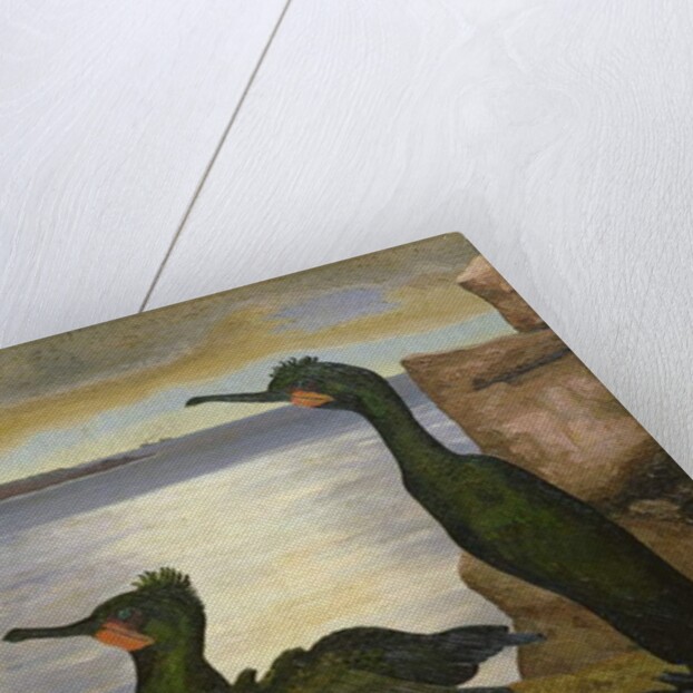 Shags, 1938 by Cedric Morris