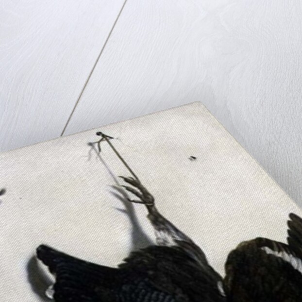 Trompe l'oeil of a black grouse and finches by Jacobus Biltius