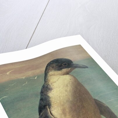 Study of a Penguin by Henry Stacy Marks