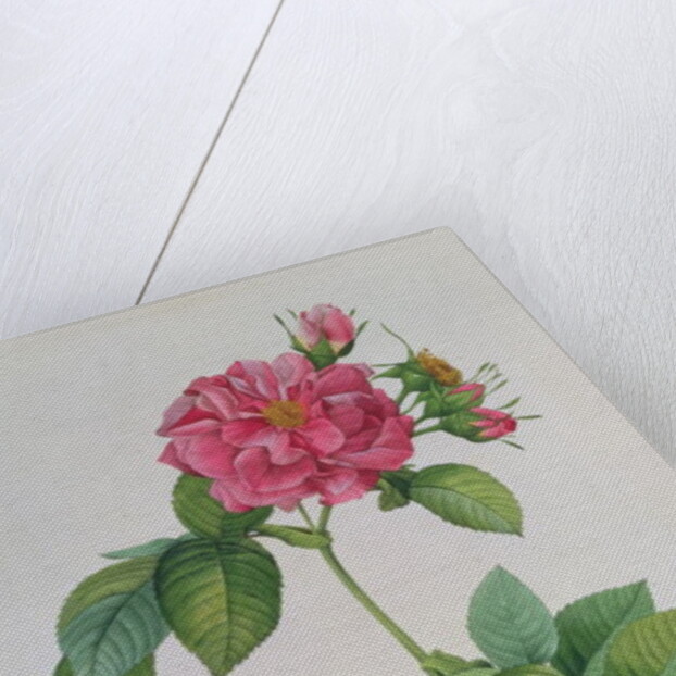 Rosa Turbinata by Pierre Joseph Redouté