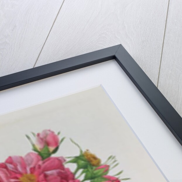 Rosa Turbinata by Pierre Joseph Redouté