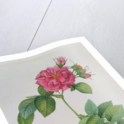 Rosa Turbinata by Pierre Joseph Redouté
