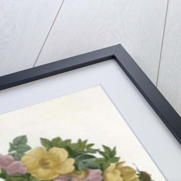 Christmas Roses by Pierre Joseph Redouté