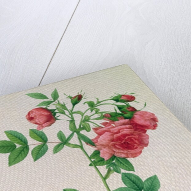 Rosa Rapa by Pierre Joseph Redouté