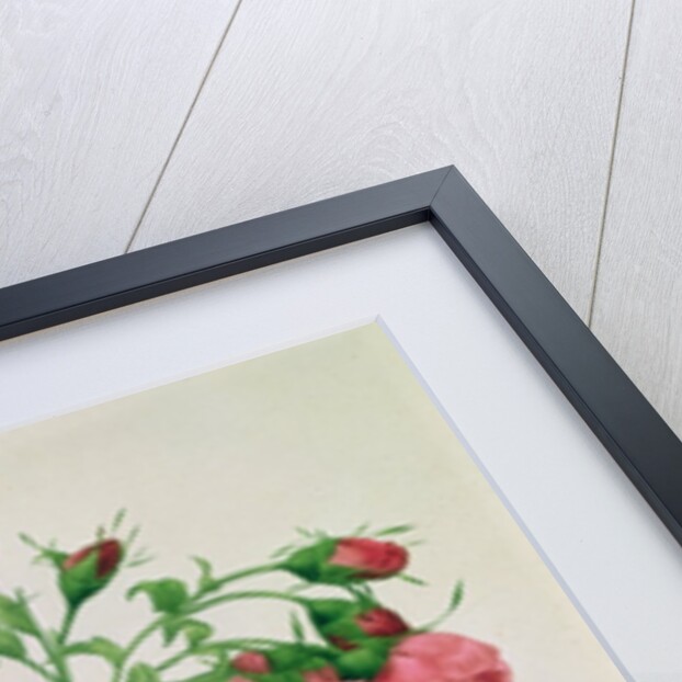 Rosa Rapa by Pierre Joseph Redouté