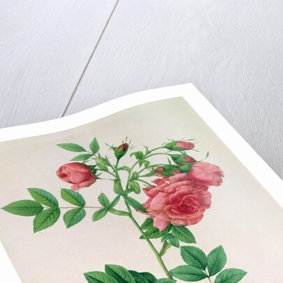 Rosa Rapa by Pierre Joseph Redouté