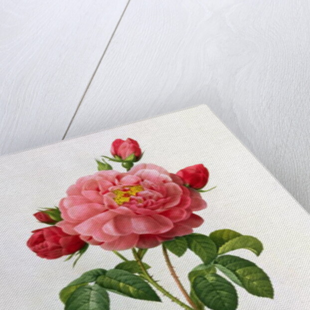 Rosa Gallica Aurelianensis by Pierre Joseph Redoute