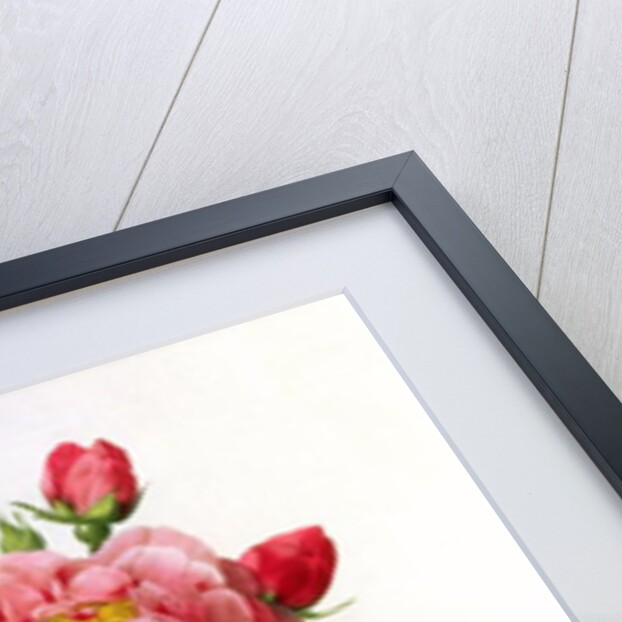 Rosa Gallica Aurelianensis by Pierre Joseph Redoute