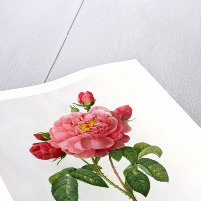 Rosa Gallica Aurelianensis by Pierre Joseph Redoute