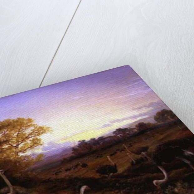 Ostriches, 19th century by Anonymous Anonymous