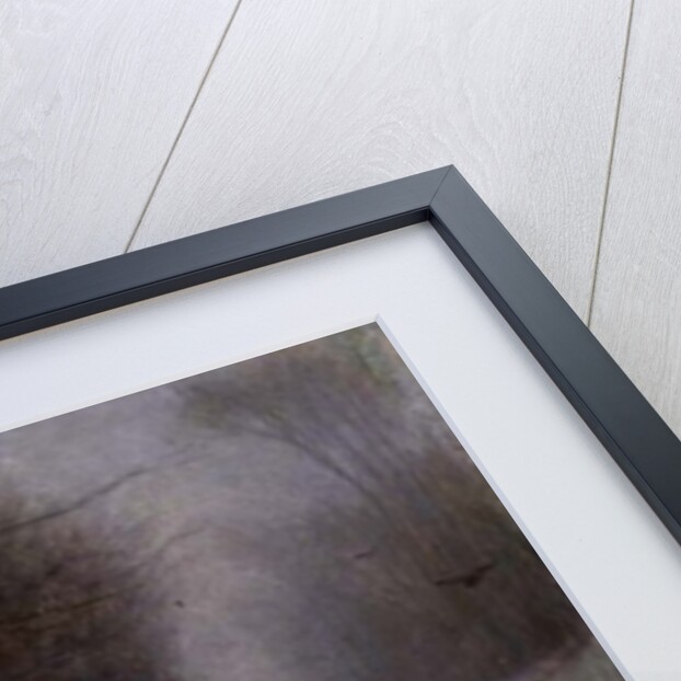 The Birdcatcher, 1869 by Pierre Edouard Frere