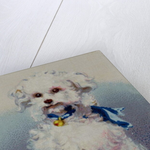 Poodle with blue ribbon by English School