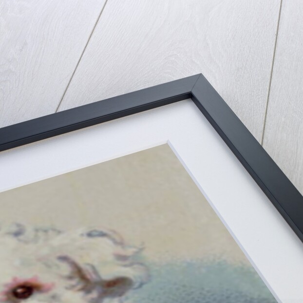 Poodle with blue ribbon by English School