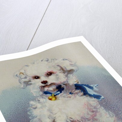 Poodle with blue ribbon by English School