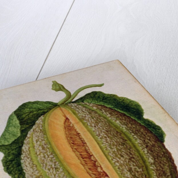 Melon, c.1568 by Jacques Le Moyne