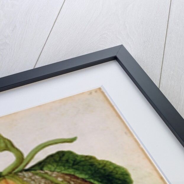 Melon, c.1568 by Jacques Le Moyne