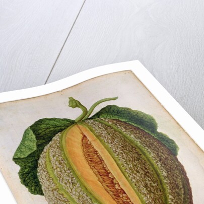 Melon, c.1568 by Jacques Le Moyne