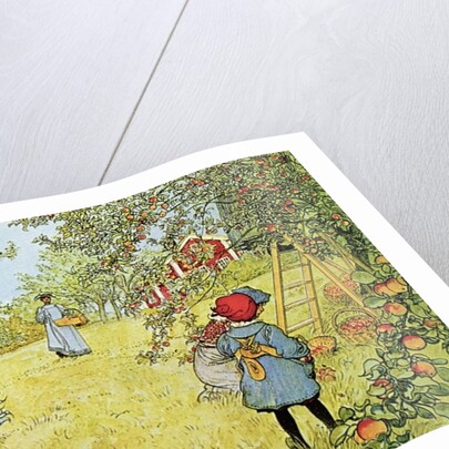 The Apple Harvest, 1903 by Carl Larsson
