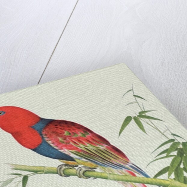 Electus Parrot, on a bamboo shoot, Ch'ien-lung period by Qing Dynasty Chinese School