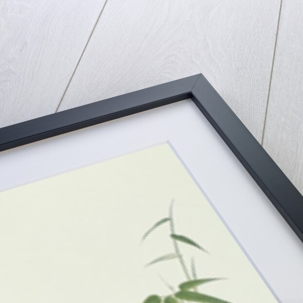 Electus Parrot, on a bamboo shoot, Ch'ien-lung period by Qing Dynasty Chinese School