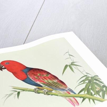Electus Parrot, on a bamboo shoot, Ch'ien-lung period by Qing Dynasty Chinese School