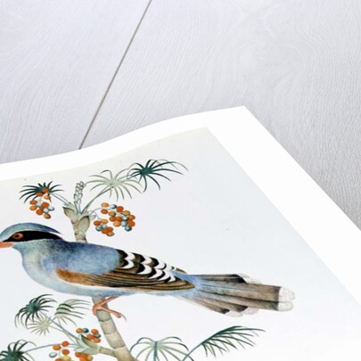 Green Magpie, Ch'ien-lung period by Qing Dynasty Chinese School