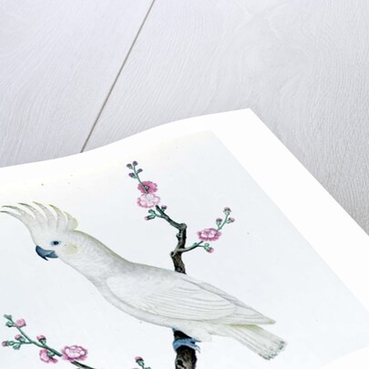 Lesser Lemon Crested Cockatoo, perched on a sprig of flowering Japonica, Ch'ien-lung period by Qing Dynasty Chinese School
