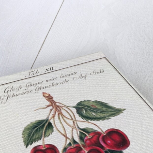 Large Shiny Black Cherry, 19th century by Anonymous