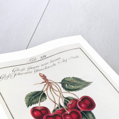 Large Shiny Black Cherry, 19th century by Anonymous