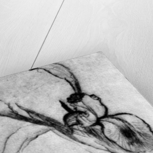 Irises by Brenda Brin Booker