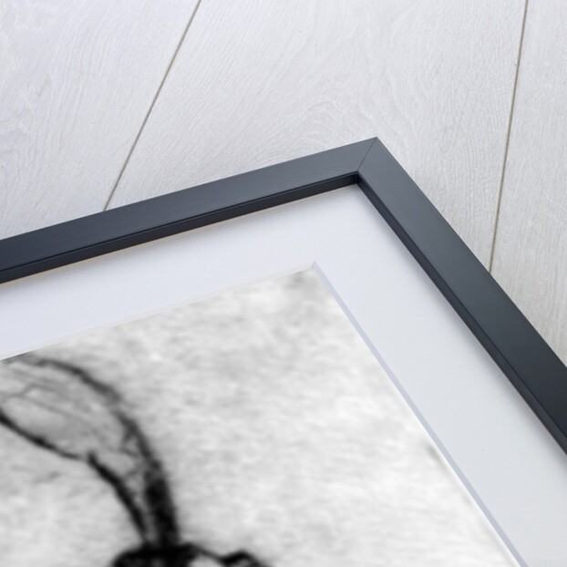 Irises by Brenda Brin Booker